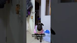My dog understands English 😂#dog#dogs #pet #teenagedog#zoomies