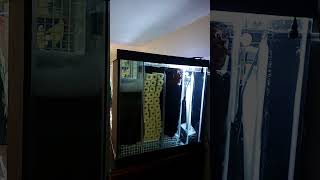 simple internal sump #aquarium #sump