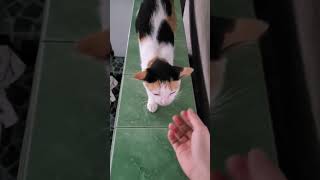 #CatLovers #PetTherapy #HappyCat #FelineLove #KittyCuddles #CatContent