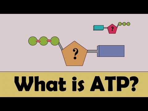 What is ATP? in 1 minute #education #atp #educational