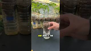 This Self Watering Planter is a Zero Cost Hack  #gardeninghacks #diy #planthacks #upcycling #shorts
