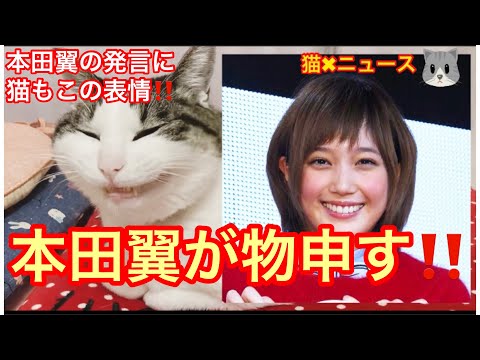 本田翼が漫画ワンピースに苦言で賛否両論お祭り騒ぎに❗️　本田翼は悪くない　(本田翼　ほんだのばいく　ばっさー　ワンピース　尾田栄一郎　時事ネタ　炎上　猫✖︎ニュース)　#256