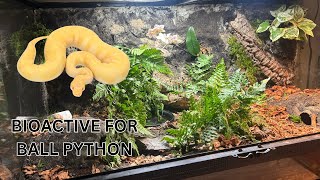 The Ultimate Bioactive Upgrade for My Banana Ball Python
