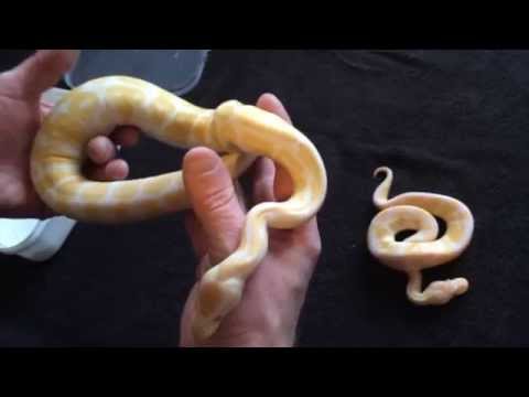 Toffee Ball Python
