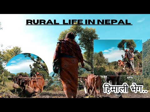 Agriculture - Traditional Farming Method |  Western Nepal 🇳🇵 2022