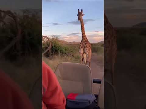 Chased by a giraffe! 😳🦒ardleyafrica 📍ouh frcaThyog#discoerwildlife #giraffe #wild #animal #safari