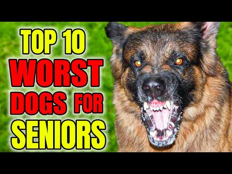 Top 10 WORST Dog Breeds For Seniors
