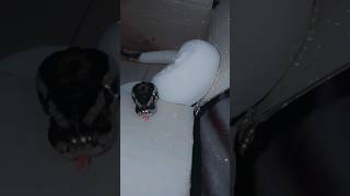 🐍📦#snake #viralvideo #foryou #reptiles #animals #fypシ#piedballpython