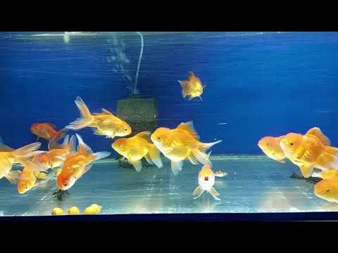 Fishes New Stock Update 05 07 24