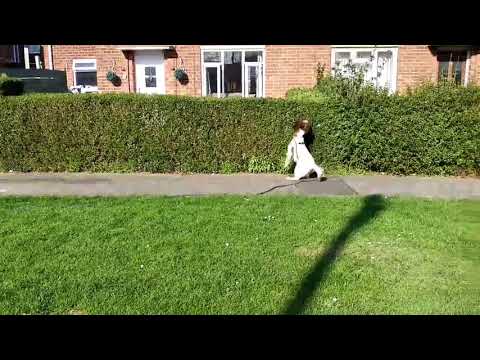 Specialist Detector Dogs: Harvey