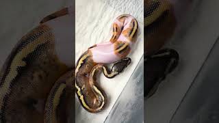 Baby 2 is out of the egg!  #snake #ballpython #piedballpython