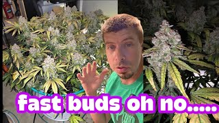 fastbuds... another youtuber losing his way to sponsorships... 