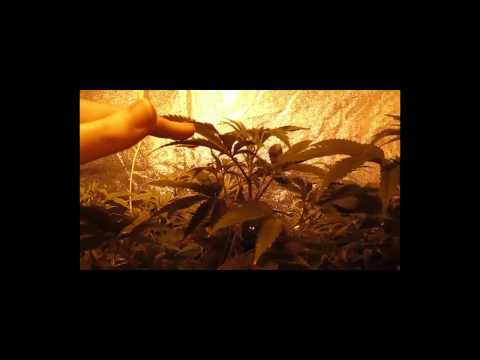 Canopy Control