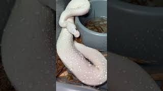 #reptile #python #ballpythonbreeder #royalpython #ballpython #pets #animal #reptilelover #piedballs