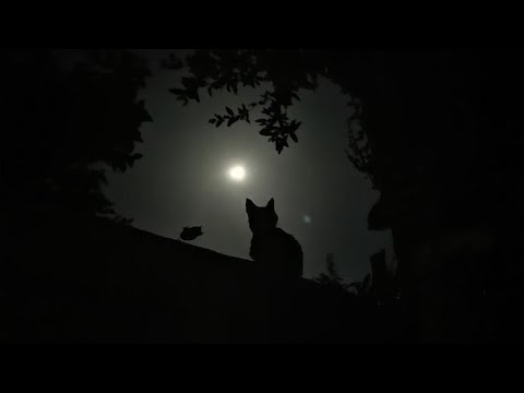 Murder vs sheriff’s   (murd gameplay 🐈‍⬛)