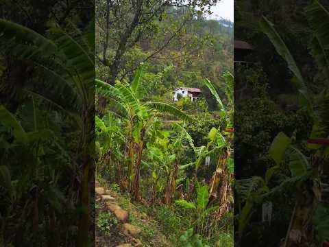 village of Uttarakhand #shorts #ytshorts #nature #amazinguttarakhand #travel #mountains #beauty