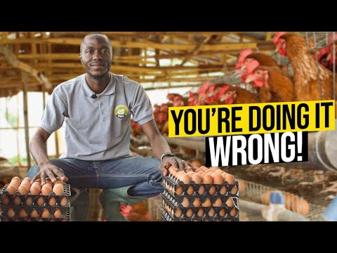 Secret Hacks Poultry Masters Use For Chickens To Lay More Eggs | Poultry Farming Nigeria