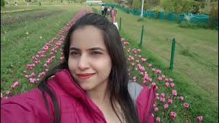 Tulip Garden Kashmir | Indra Gandhi Memorial Tulip Garden | Tulip Garden Srinagar | Kashmir Blog