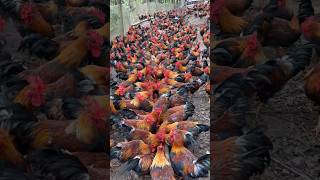 Millions of Roosters are Raised Free Range #shorts #rooster #raisechickens #poultryfarm #sam98farm