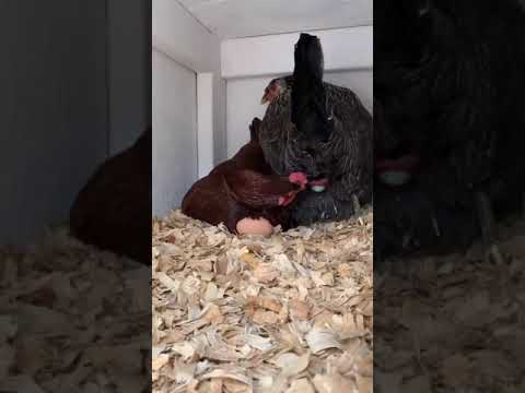 Excuse me? 🤨🧐#animals_happy #africananimals #animalsanctuary #wms_animals#short#video#viral#amezing