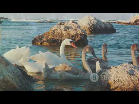 The Serene Equilibrium - Surah Shams