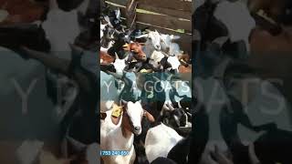 The Mighty YPA Goats Farming Project - Your Number one choice of digital farming.