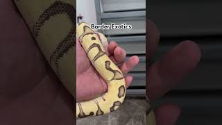 Gorgeous clown #ballpythonmorph #ballpythonsofinstagram