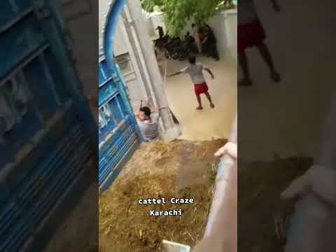 Funny Animals 🤣🤣🤣| #shorts #trending #viral