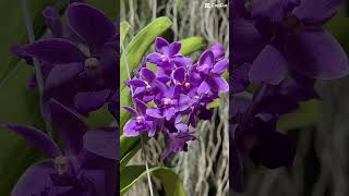 What's in bloom! #orchids #orchidslover #flowers