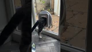 Microchip Cat Flap #shorts