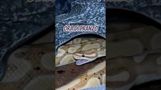 Ora di pranzo per Mehen