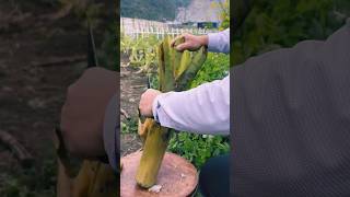 #agritools #farmer life #tonglufeng #agriculture #agritool #youtubeshorts #viral
