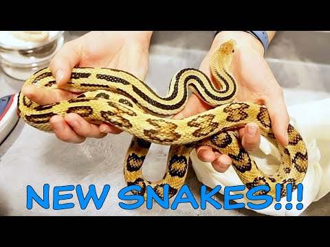 Unboxing RARE SNAKES!
