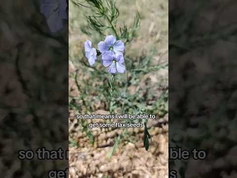 Flax update. #garden #gardening #homegrown #gardenflowers #flaxseed #gardenexperiment #farming