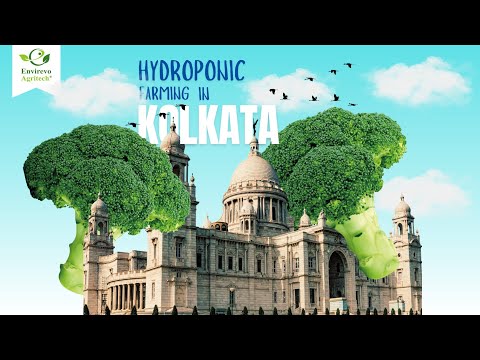 Fully Automated Indoor Hydroponic Farming | Envirevo Agritech | #hydroponics