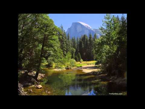 Track #15: Forest and Birds