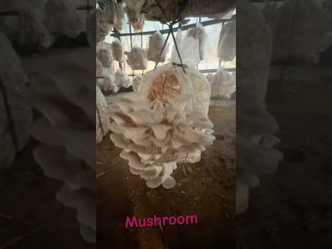 #mushroom #shortvideo #farming #viralshorts #🤗https://www.youtube.com/@Inoami2079