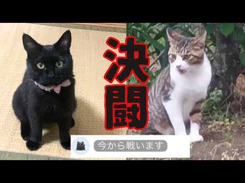 喧嘩勃発！猫語翻訳アプリでガチ切れの猫が面白すぎたｗ
