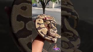 Rootie getting some good sun!! #ballpython #royalpython #snaketalk #reptiles #pets #animals #rock