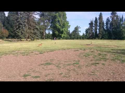 Shiba inu play in dog park