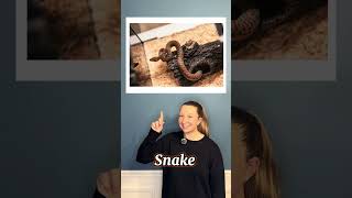 Easy English Lesson [Pets]! Learn to speak English! #ingles #englishlanguage