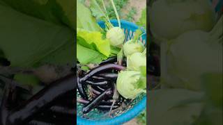 Hamari kethi ka sabji 🤗 Organic vegetables ❤️ #farming #organicvillagelife #ytviral #ytshortsindia