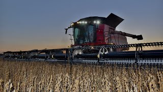 Where did I Go Wrong? Why is my Soybean crop like this?  