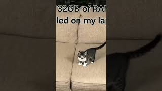 32GB RAM, but Linux is a cat! 😂 Like & sub! #TechHumor #LinuxLife #DevStruggles #LOL