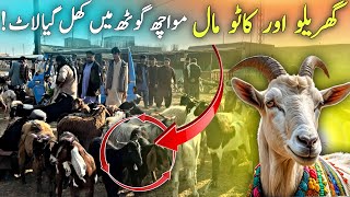 Big Goat Mowach Mandi Rush 🐐 Cheap Goats & Sheep Prices Today 💰