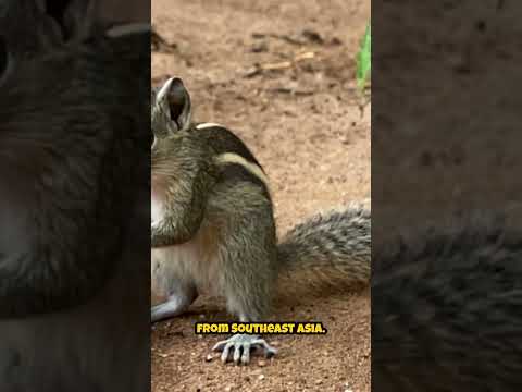 What is Luwak Coffee?