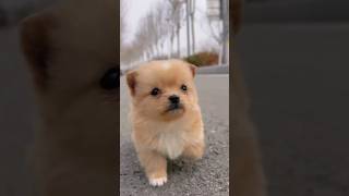 #PetLove #PetLife #PetCare #PetFamily #FurryFriends #PetsOfInstagram #PetAdventures