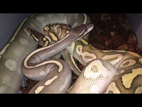 Ball Python Breeding Plans 2016/2017 - plus new rack