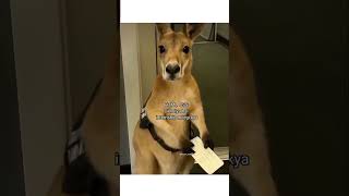 HTML CSS JS🥹#frontendmemes#javascriptmemes#techmemes#htmlcssjs#webdev#coding#shorts#codingmemes#meme