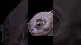 Learn how to make realistic characters in Houdini, ZBrush, Maya #charactermodeling #zbrush #houdini